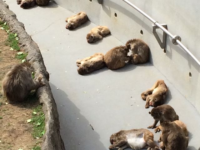 �O�b�^�����Ă܂����ˁB���܂�̏����Ɂc
_�~�R������