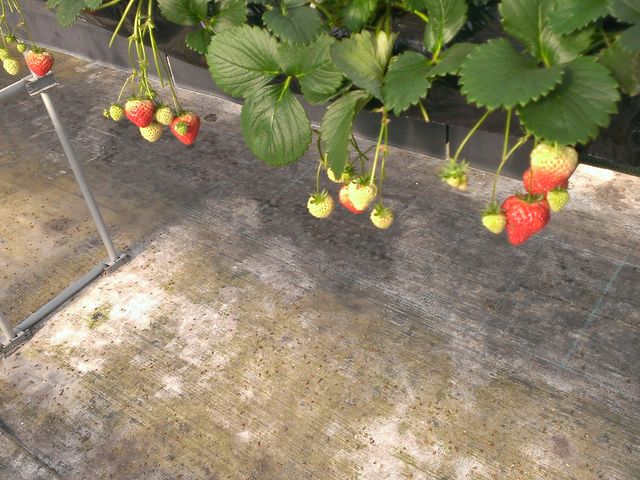 �嗱�̉z��Ђ߂���������B_�����O���[�v�K�[�f��