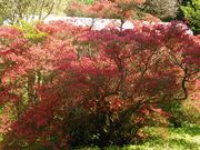 悵߂̋G߁EԌ̃X|bg`t`̓eʐ^5