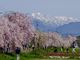 イカビンさんの日中線しだれ桜並木への投稿写真4