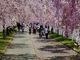 イカビンさんの日中線しだれ桜並木への投稿写真3