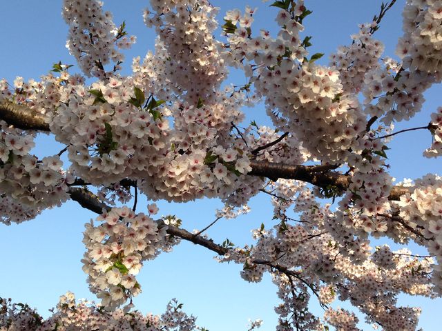 �����̍�_�ܗŊs����