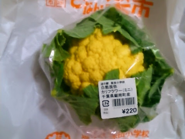 �w���쒬�Y�̃J���t�����[�x�B_���̉w �ۓc���w�Z