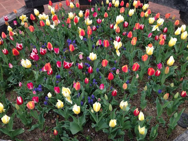 �`���[���b�v_����_�ƌ����x���t�@�[��