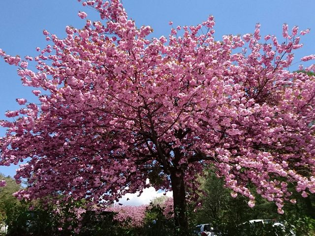 ���ԏ�̔��d��_�ԏ鎩�R��