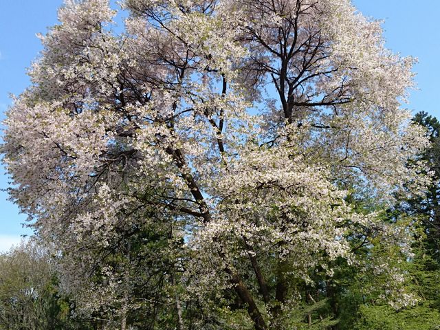 �����̏�̕��ɍ炢�Ă�����_�ԏ鎩�R��