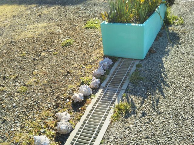 �w�������̊L�k�x�B_���Y�̒��s