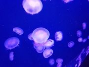 т̓oʃ}p[NjNX̓eʐ^3