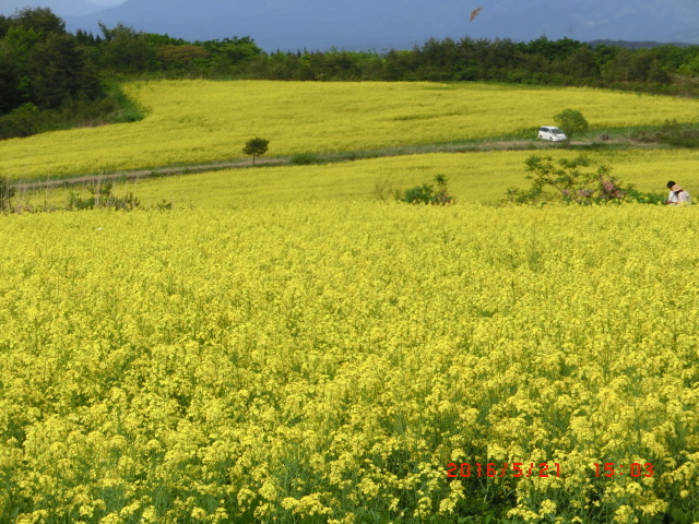 higekuma50̒C̓eʐ^1