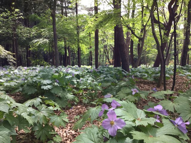 �V���l�A�I�C�̌Q��_�ԏ鎩�R��