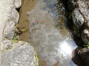 sakurasinȏ~_߂̓eʐ^1