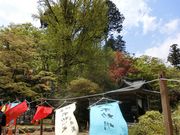 sakurasinȏ~_߂̓eʐ^2