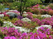 higekuma50̔\̃ccW̓eʐ^1