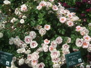 ̂񂳂̎lG̍[YK[f̓eʐ^5