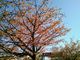 Happyさんの伊豆高原の桜並木の投稿写真1