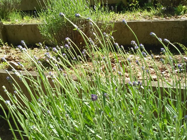 ���x���_�[_�[�쐻���@�`���C�i�E�I���E�U�E�p�[�N