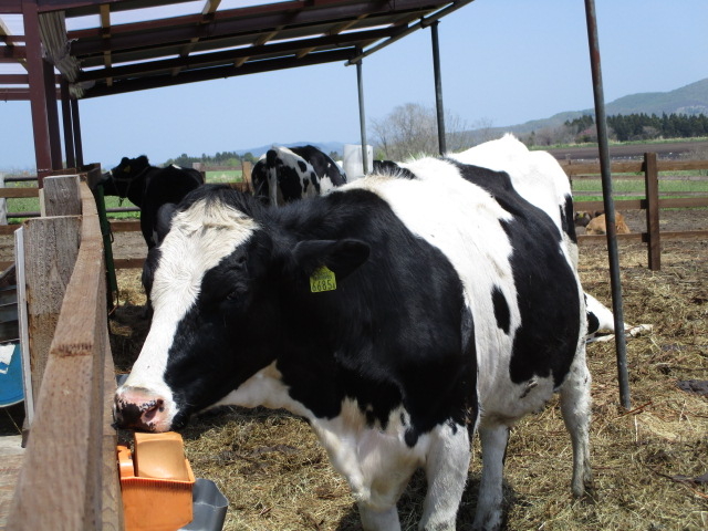 �����񂪉����Ȃ߂Ă܂�_�������P�P�W