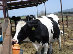 yosshy����̂ւ̓��e�ʐ^3