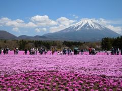 朝早くに行くべし 富士芝桜まつりの口コミ じゃらんnet