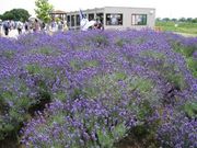 ���N�}�}����̃��x���_�[��̓��e�ʐ^1