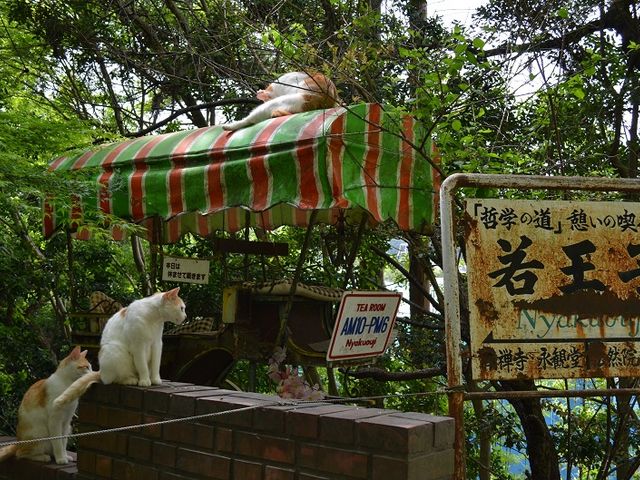 猫の店番でも今日はお休み_哲学の道（京都府京都市）