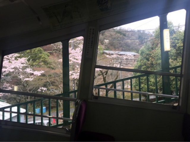 ちらほらと桜が_叡山ロープウエイ