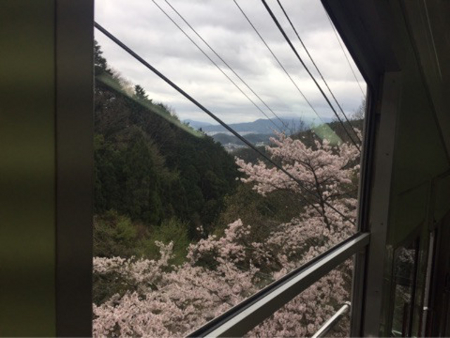 桜を眺めながら高度へ_叡山ロープウエイ