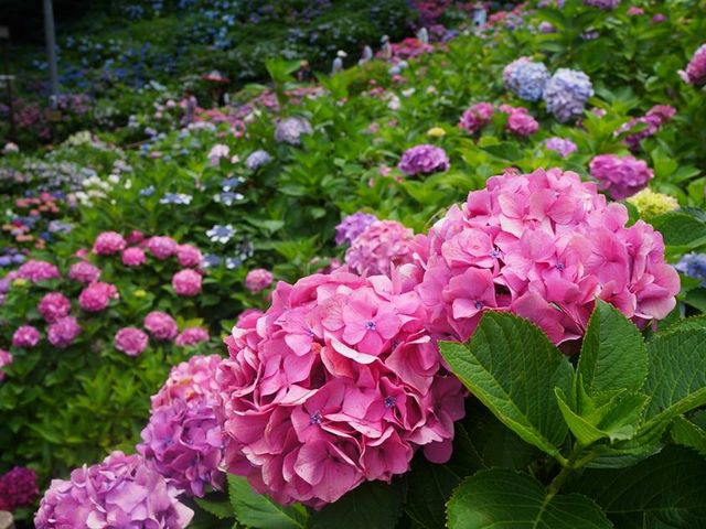 �F�X�Ȏ�ނ�����_�`������