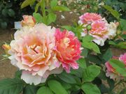 񂿂񂳂̐tsssΉA̓eʐ^3