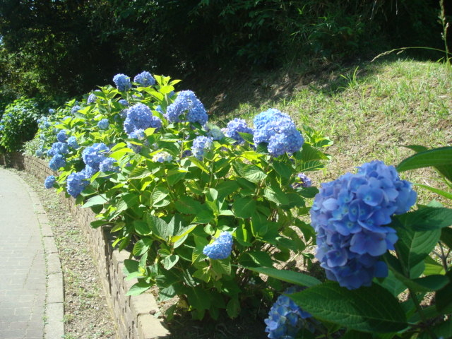 AWTC炫n߂Ă܂_͂܉Ԃ̍