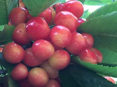 ܂񂳂̂V̌_ւ̓eʐ^1