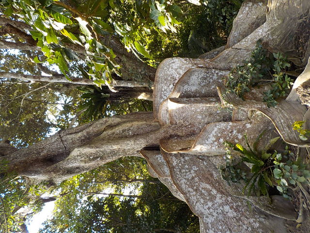 �T�L�V�}�X�I�E�m�L�ł��B�傫���I�I�㗬�ɂ���܂��B_���Ԑ�V��