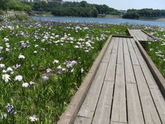 ibokororiさんの春日池公園の投稿写真1