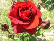 ibokororȉtr̓eʐ^3