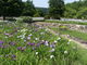 ibokororiさんの春日池公園の投稿写真2