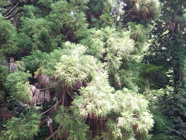 yU肵͎m̂悤ނ鍂喾_BA_o__