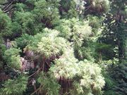 �O�����l����̏o�_�_�Ђ̓��e�ʐ^5