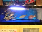 Sea-Rabbit����̊C�N�������� �͂Ȃ̕� ���c�����{�X�̓��e�ʐ^1