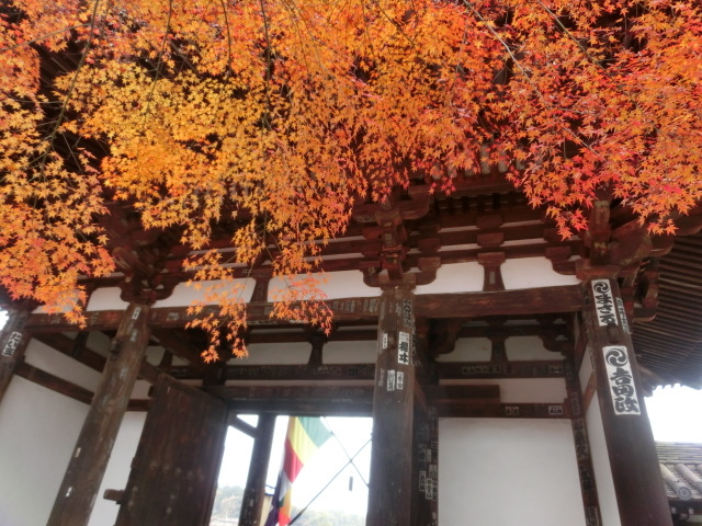 ������������Ƃ��납�烂�~�W�̐��E�I_�ΎR���̍g�t