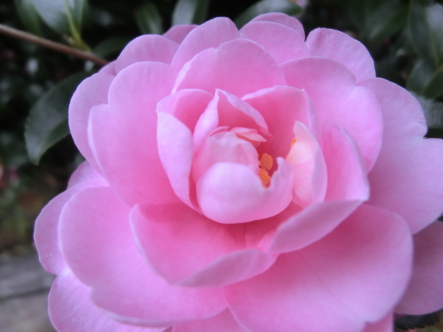 �T�U���J����������炢�Ă��܂�_�ΎR���̍g�t