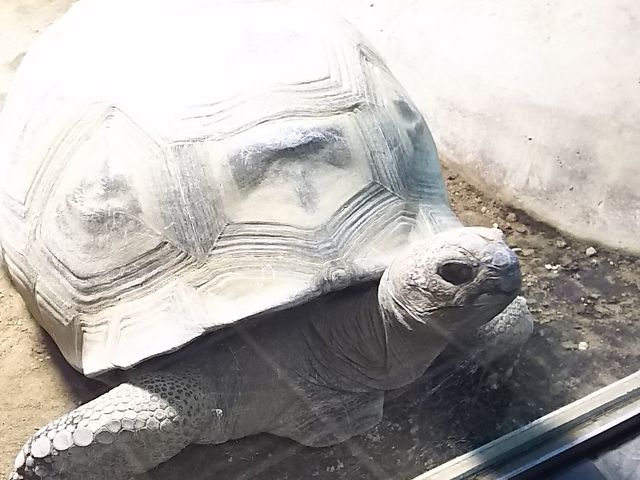�����Ɩڂ����킹�Ď菵�����������Ă��Ă���܂���_�~�R������