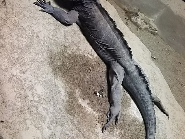 ���났�����ȃg�J�Q_�~�R������