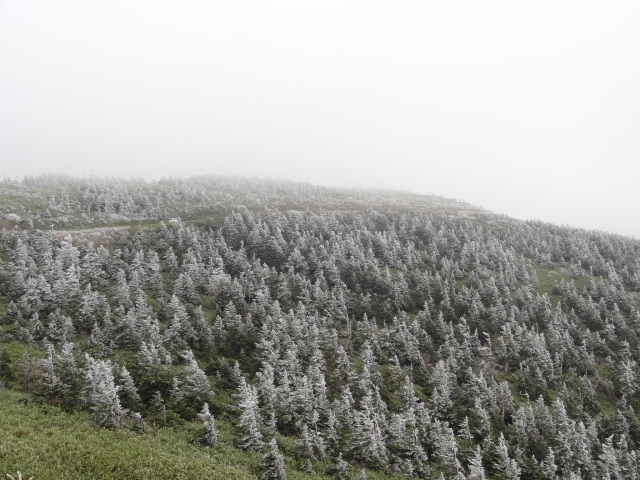 �J�X�Ő^�����i�P�O�����{�j_������