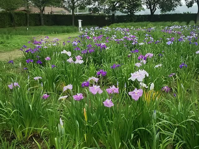 邤̈ꔗRjՌ̃AEJLco^EniVEu̓eʐ^1