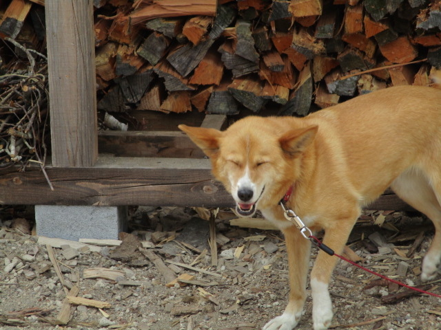 �Ŕ��͏������ȕ\��H_�����ΐ��p��