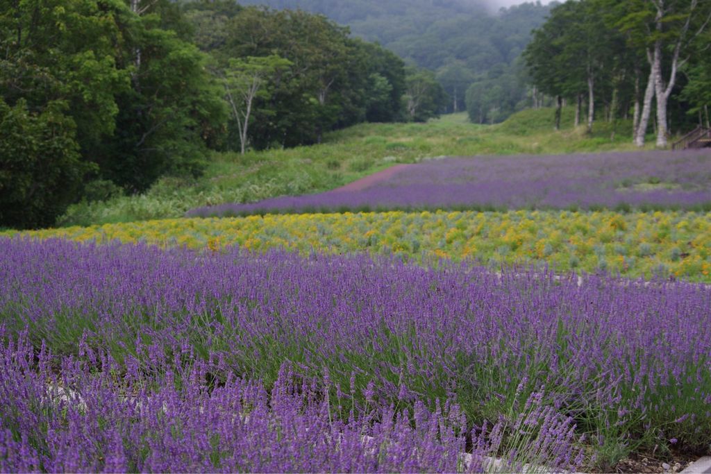全国 初夏の絶景 ラベンダー畑 30選 色鮮やかで美しい紫色の絨毯を見に行こう Mixiニュース
