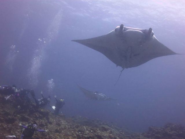 �}���^�|�C���g�̓_�C�o�[�Ȃ�K���s�������X�|�b�g��_�}�[���F���X�v���W���[�C�V�K�L