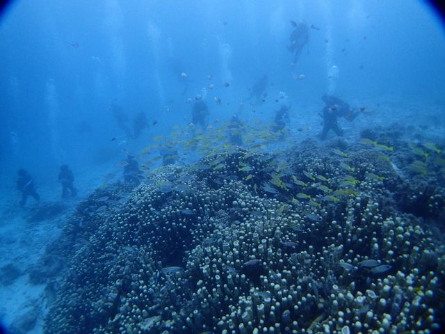 �傫�ȃT���S�̑O�Ő������G�`�����I�i�A�h�o���X�u�K�j_�}�[���F���X�v���W���[�C�V�K�L