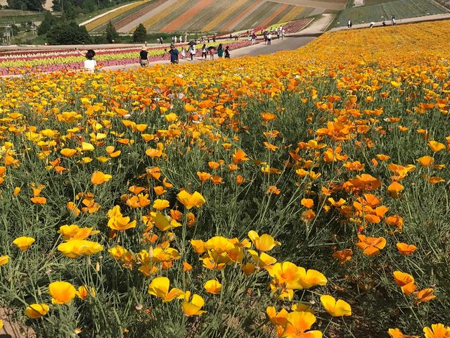 �J���t���Ȃ��Ԃ̑тɐS����_�l�G�ʂ̋u