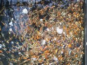 �M�O�X����̋��q�{���̓��e�ʐ^3